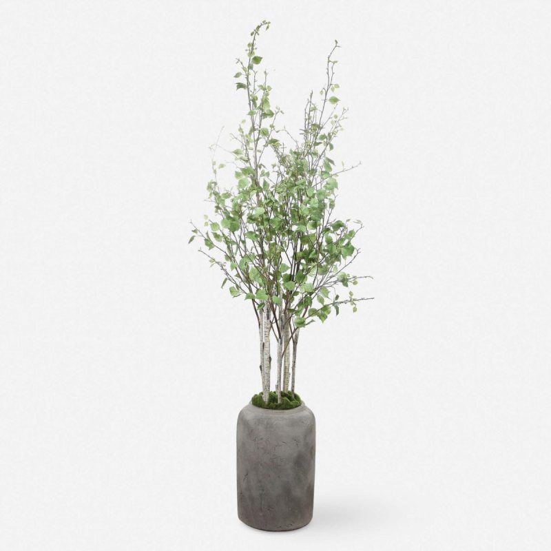 Botanicals |  Aldis Potted River Birch