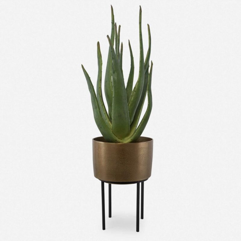 Botanicals |  Arabia Aloe Planter, 2 Cartons