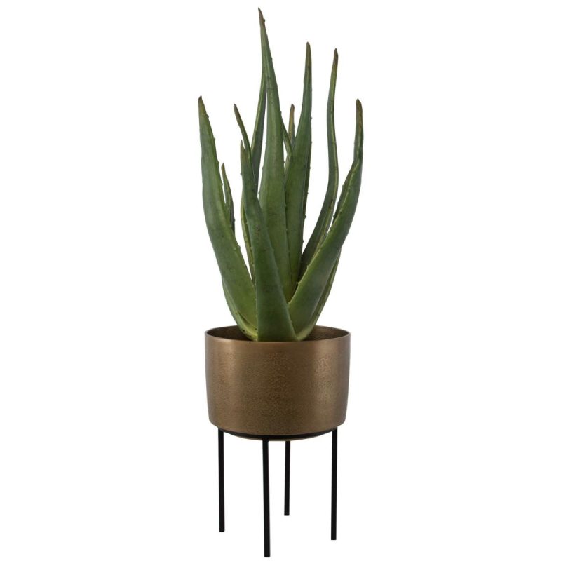 Botanicals |  Arabia Aloe Planter, 2 Cartons