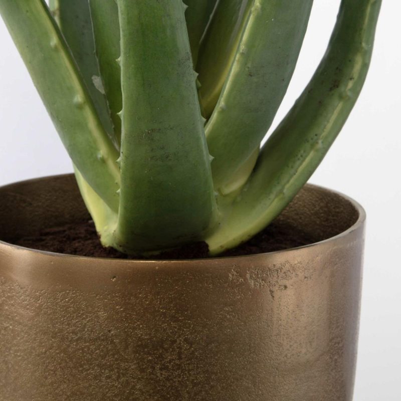 Botanicals |  Arabia Aloe Planter, 2 Cartons