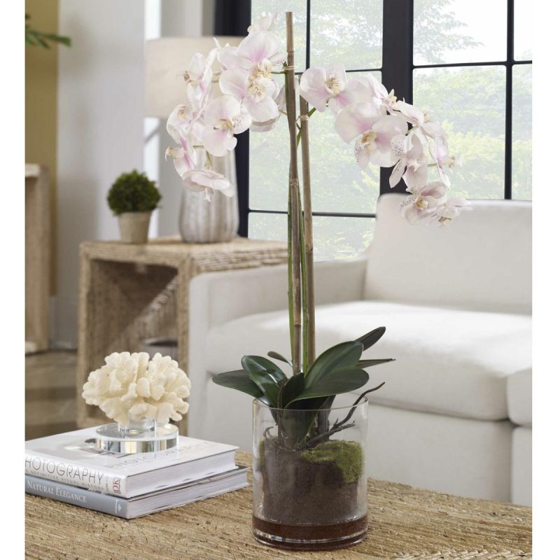 Botanicals |  Blush Orchid