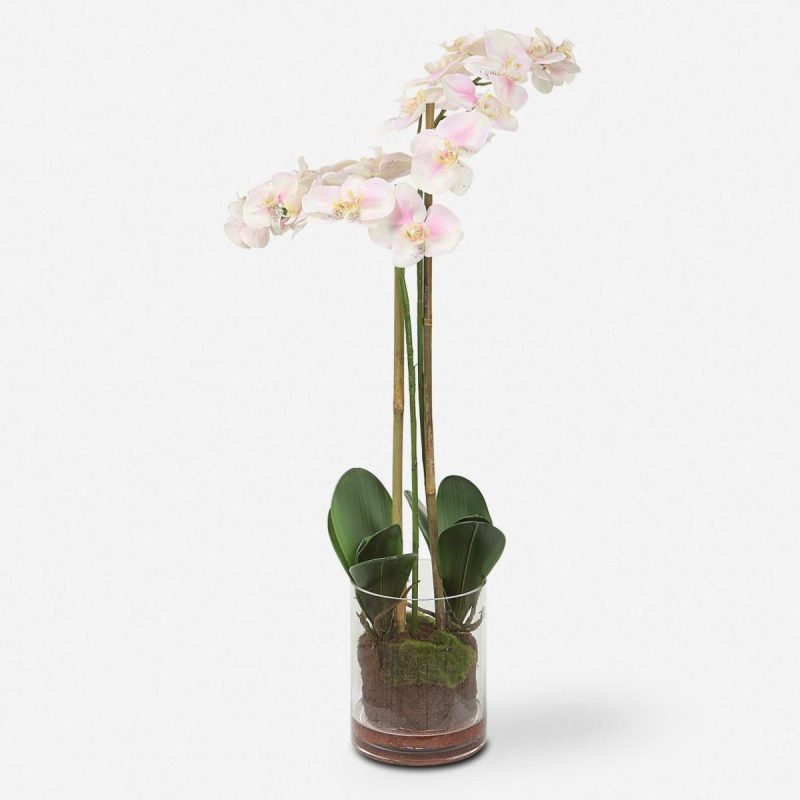 Botanicals |  Blush Orchid