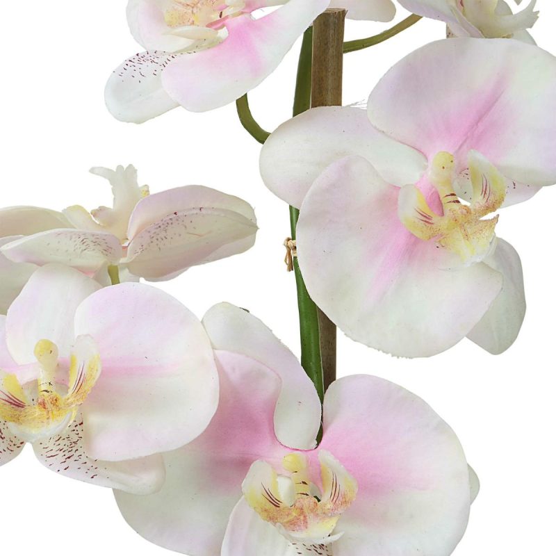 Botanicals |  Blush Orchid