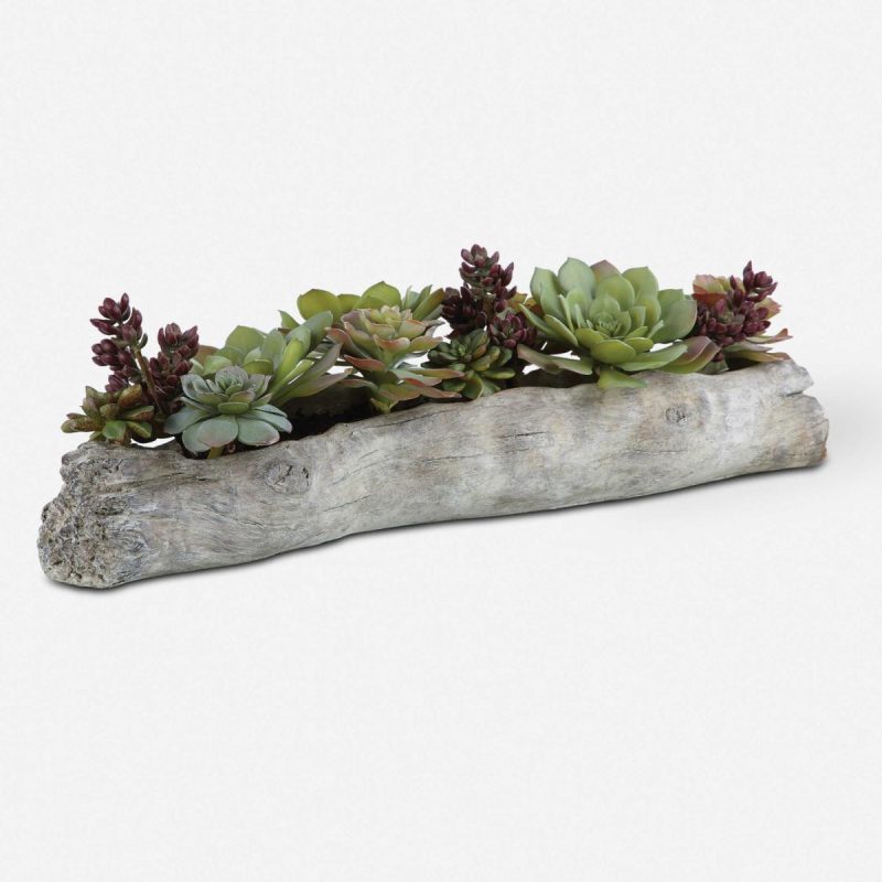 Botanicals |  Charita Succulents