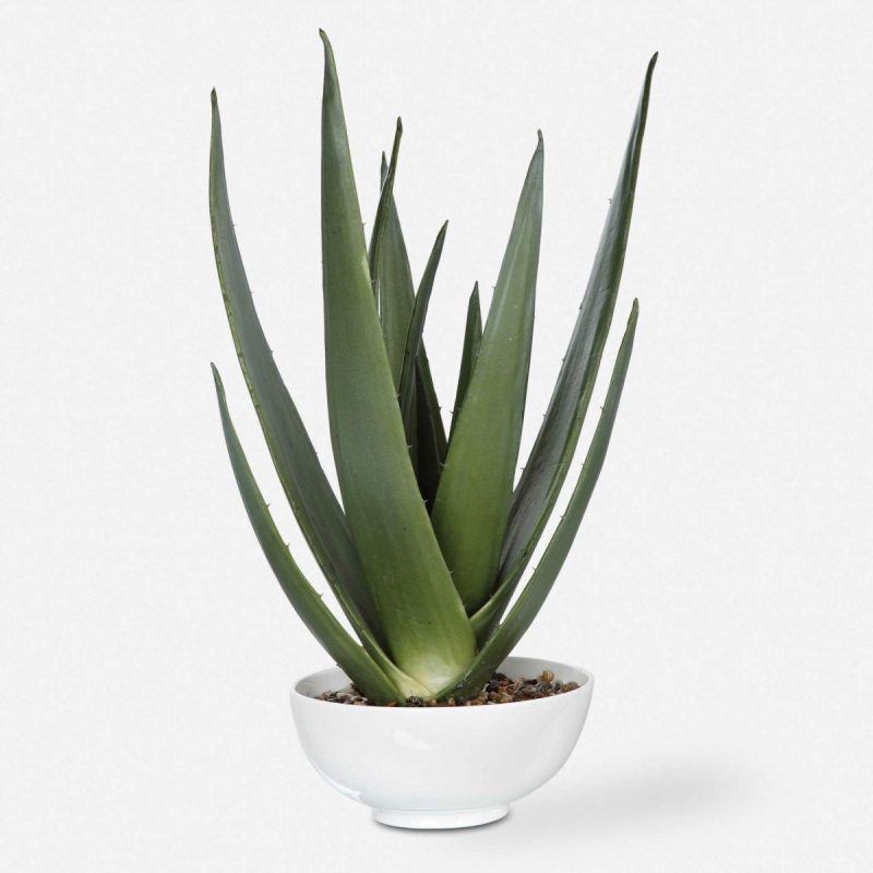 Botanicals |  Evarado Aloe Planter