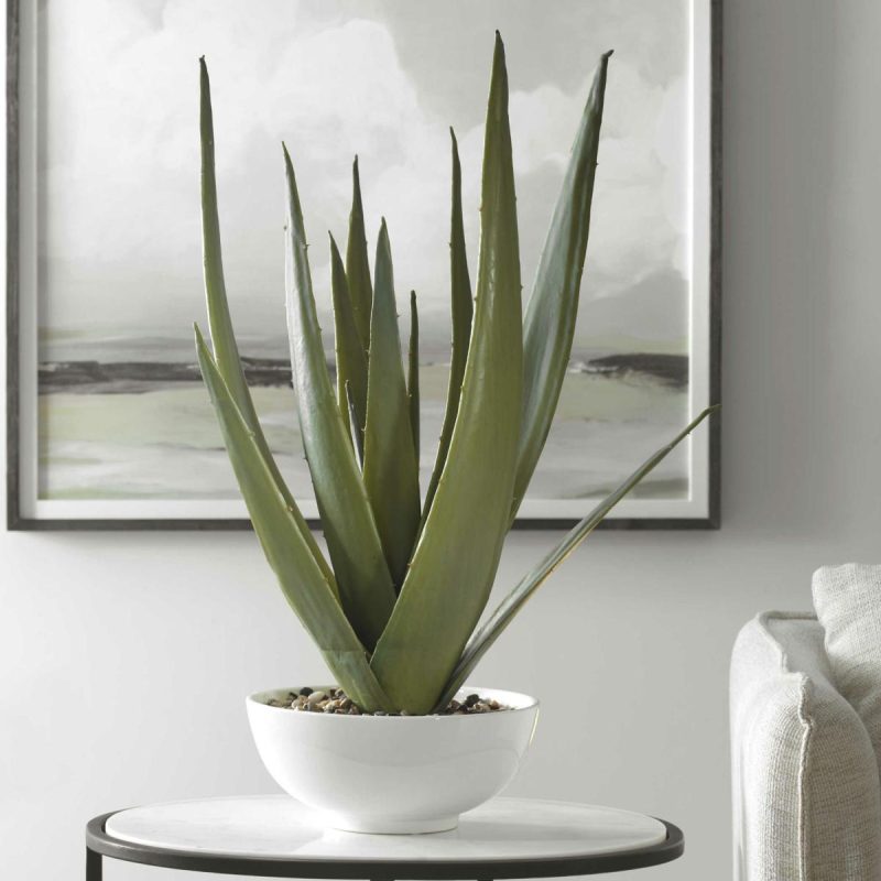 Botanicals |  Evarado Aloe Planter