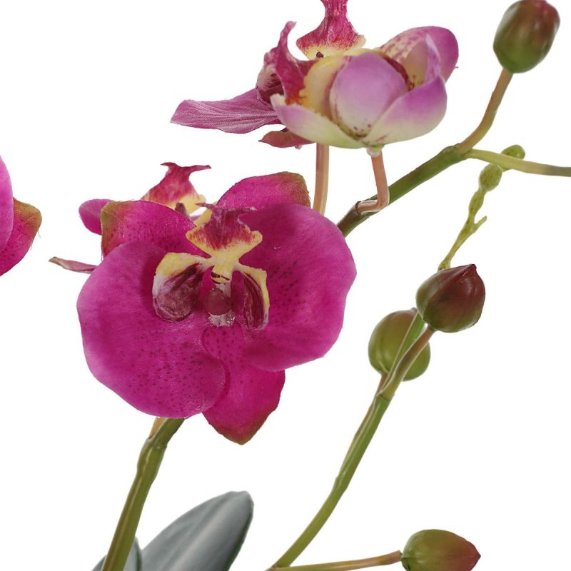 Botanicals |  Glory Orchid, Fuschia