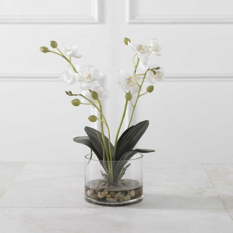 Botanicals |  Glory Orchid, White