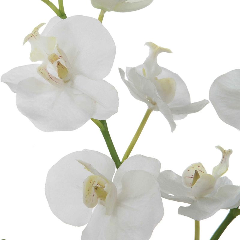 Botanicals |  Glory Orchid, White