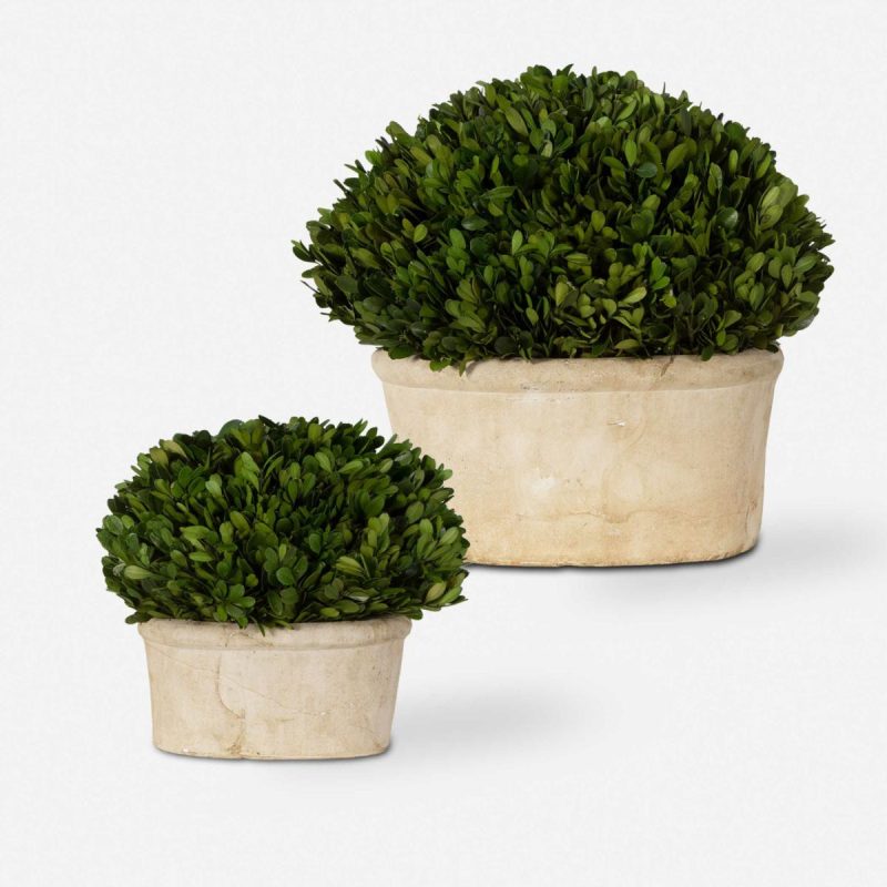 Botanicals |  Preserved Boxwood Oval Domes, S/2