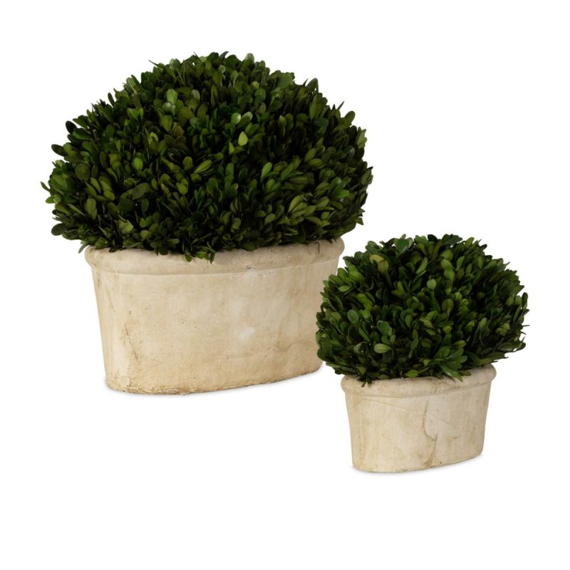 Botanicals |  Preserved Boxwood Oval Domes, S/2