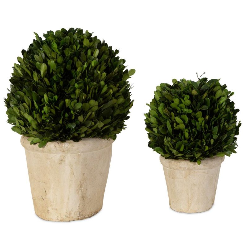 Botanicals |  Preserved Boxwood Oval Domes, S/2