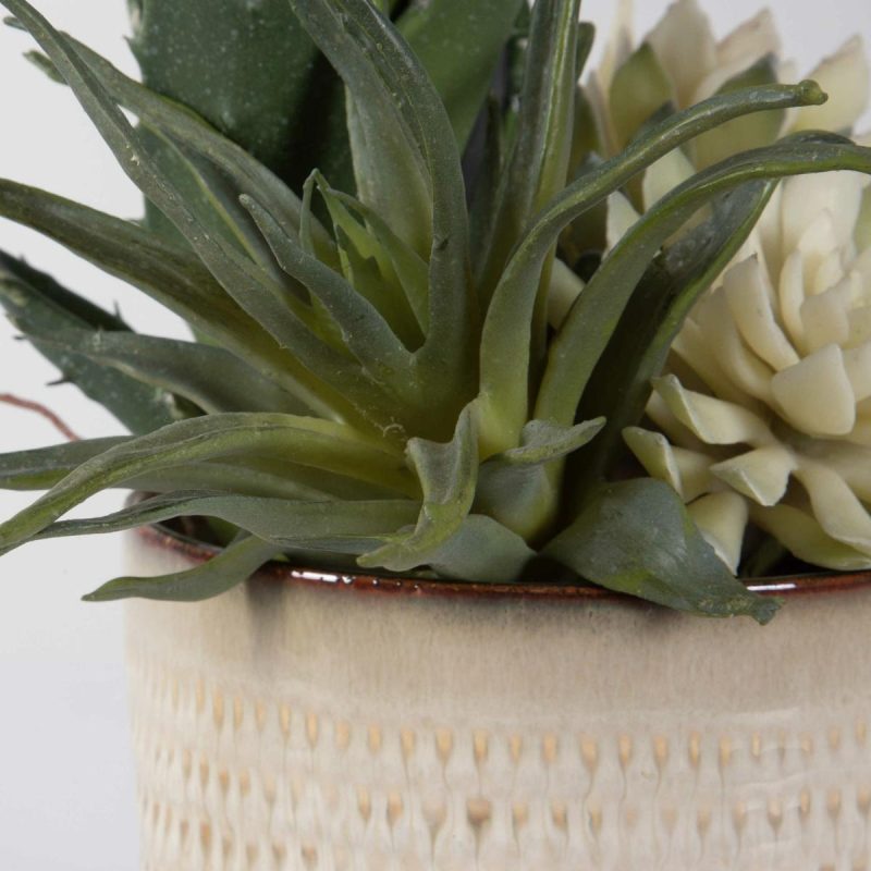 Botanicals |  Seaside Succulents, S/2