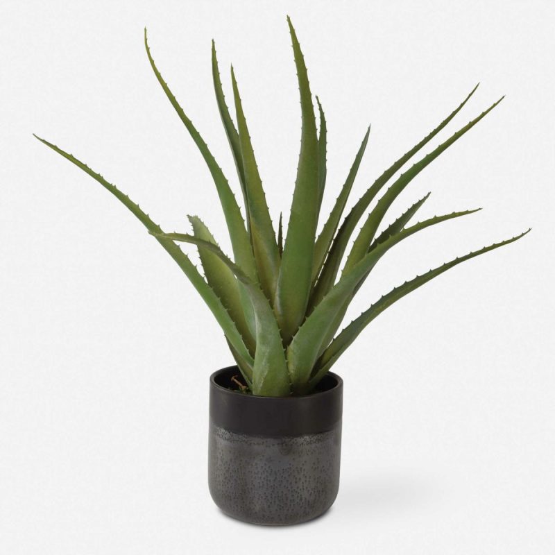 Botanicals |  Tucson Aloe Planter