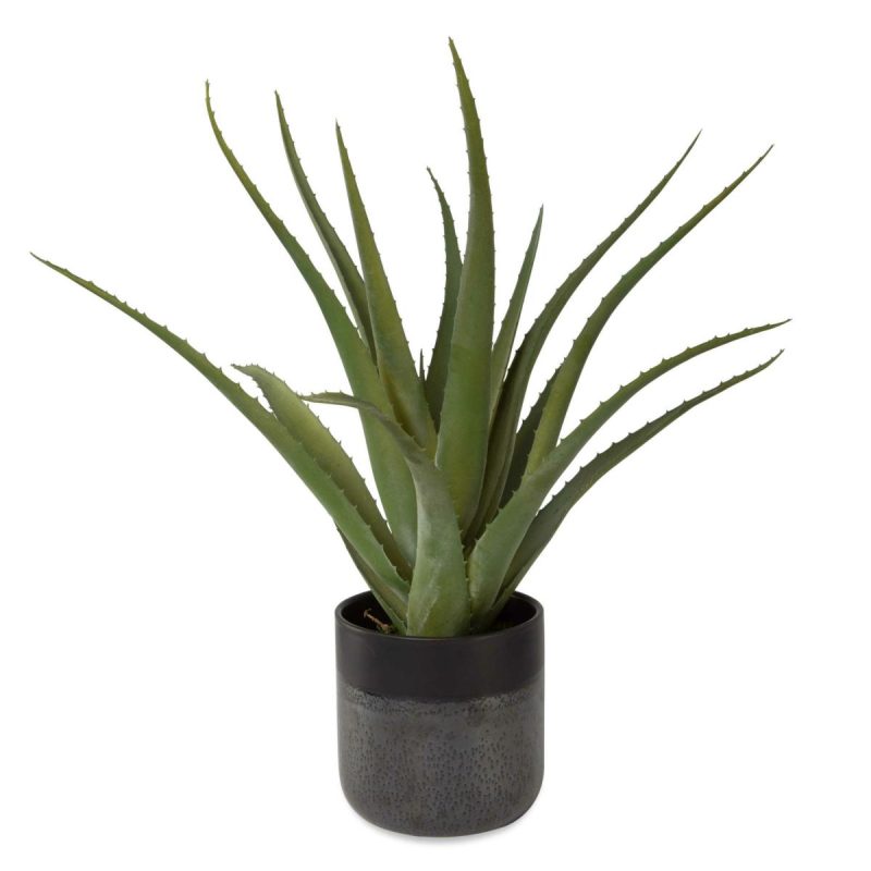 Botanicals |  Tucson Aloe Planter